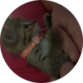 Reviewer Image